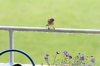 Common Chiffchaff