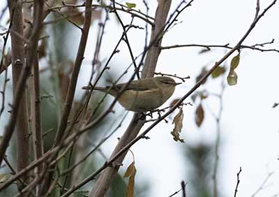 Common Chiffchaff