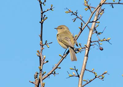 Common Chiffchaff