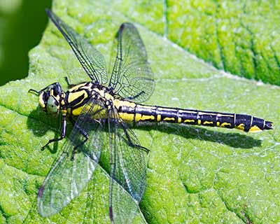 Common Clubtail