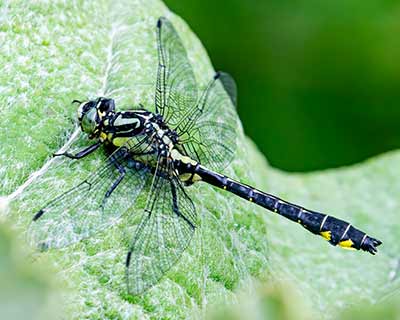 Common Clubtail