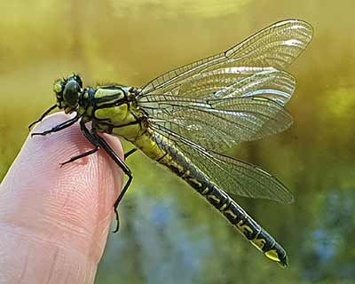 Common Clubtail