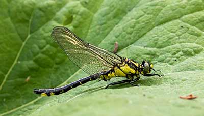 Common Clubtail