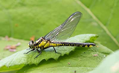 Common Clubtail