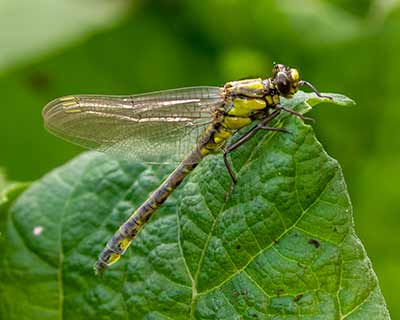 Common Clubtail