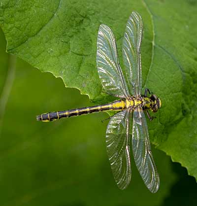 Common Clubtail
