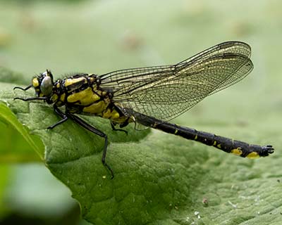 Common Clubtail