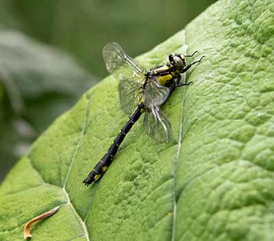 Common Clubtail