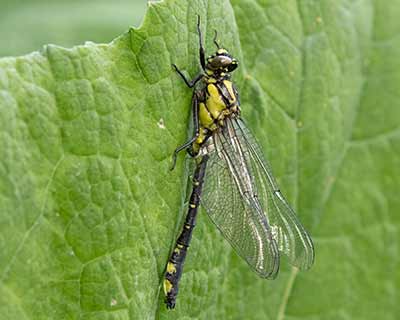 Common Clubtail