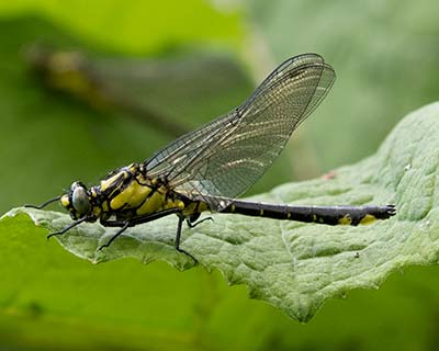 Common Clubtail