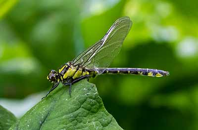 Common Clubtail