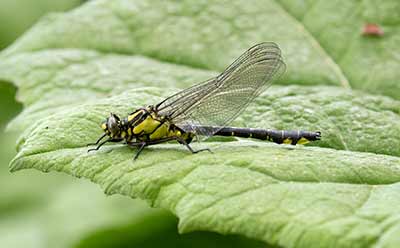 Common Clubtail