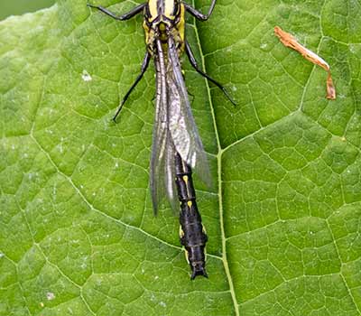 Common Clubtail