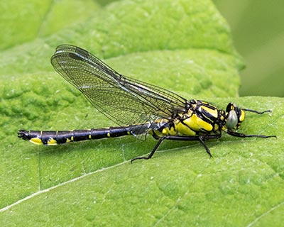 Common Clubtail