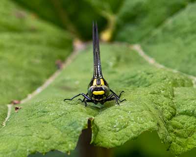 Common Clubtail