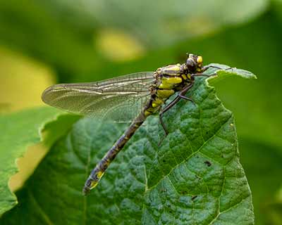 Common Clubtail