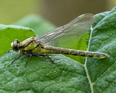 Common Clubtail