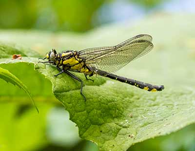 Common Clubtail