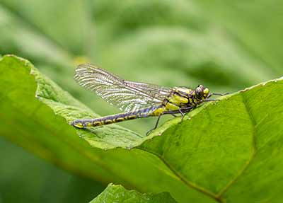 Common Clubtail