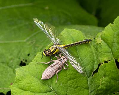 Common Clubtail