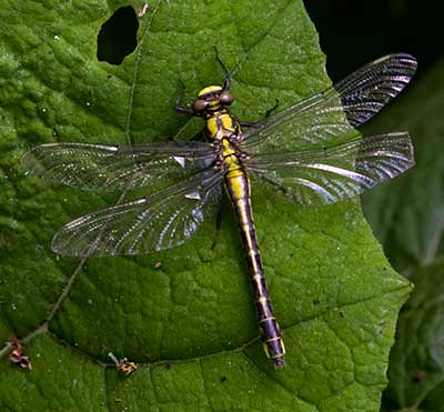 Common Clubtail