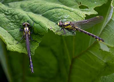 Common Clubtail