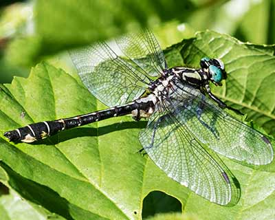 Common Clubtail