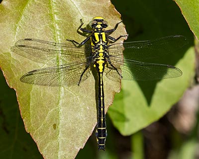 Common Clubtail