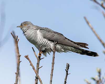 Common Cuckoo