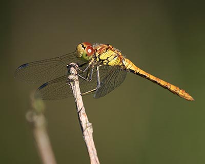 Common Darter