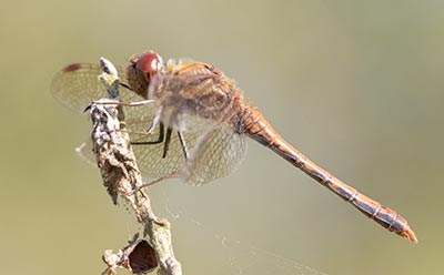 Common Darter
