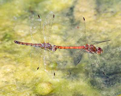 Common Darter