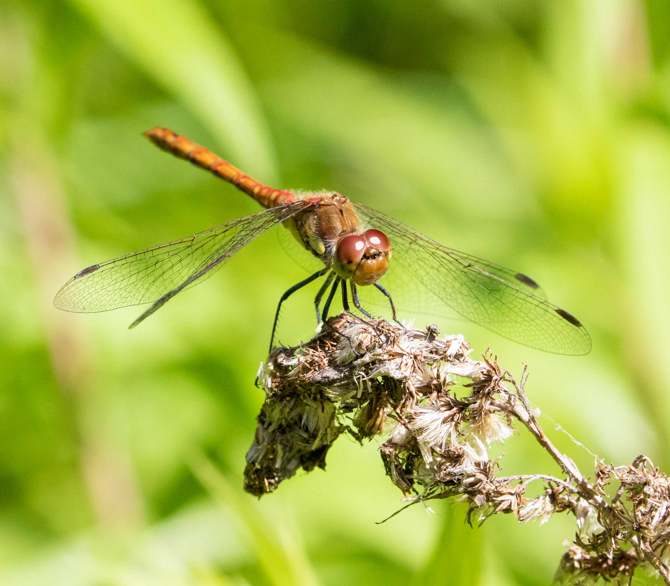 Common Darter