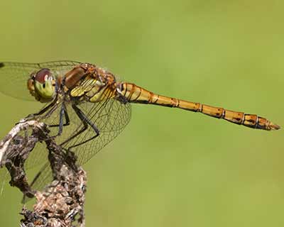 Common Darter
