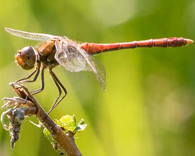 Common Darter