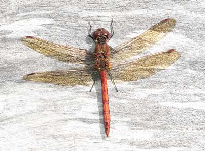 Common Darter