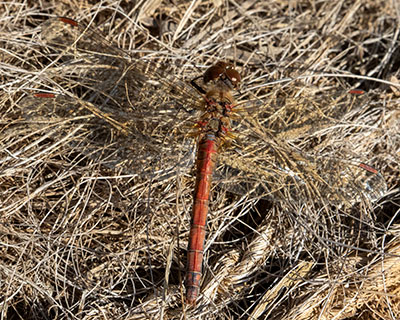 Common Darter