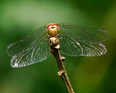 Common Darter