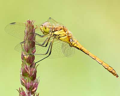 Common Darter