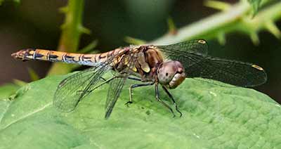 Common Darter