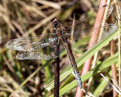Common Darter