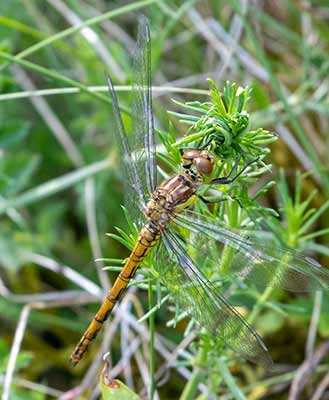 Common Darter