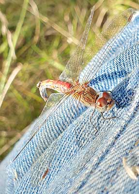 Common Darter