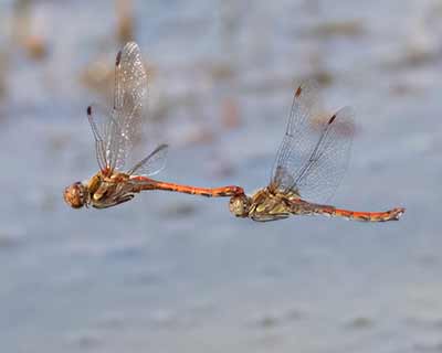 Common Darter