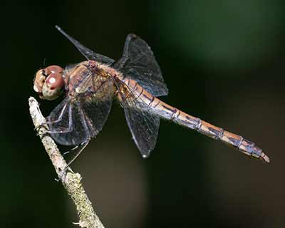 Common Darter
