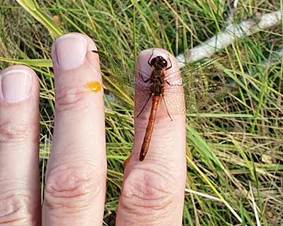 Sympetrum striolatum