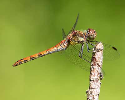 Common Darter