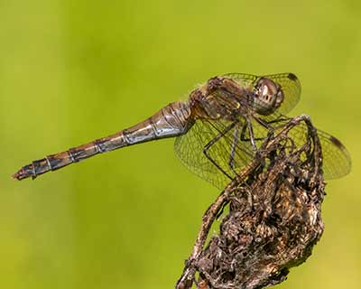 Common Darter