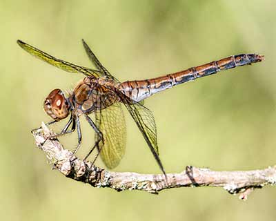 Common Darter