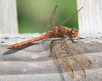 Common Darter